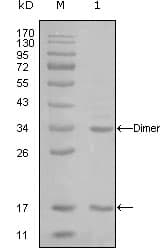 EP300 / p300 Antibody (clone 7D8A6)