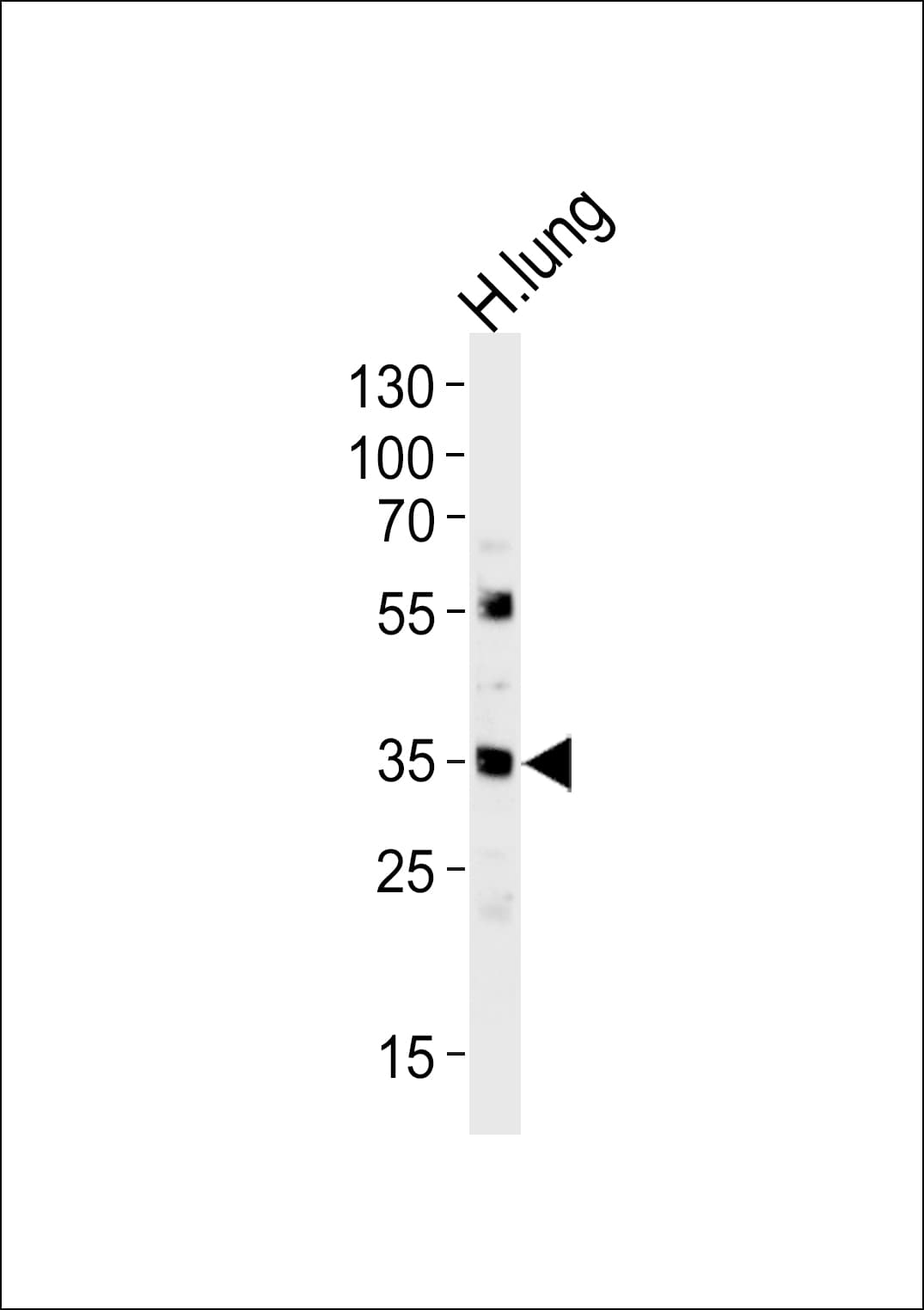 IHC-plus™ MFAP4 Antibody (aa228-255)