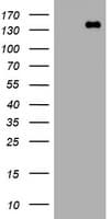 PCDH7 Antibody (clone OTI2B12, Carrier-free)