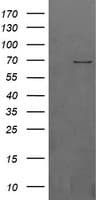BTRCP / BETA-TRCP Antibody (clone OTI1F10)