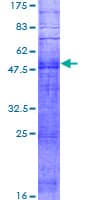 Human OR11G2 Protein (Recombinant GST)