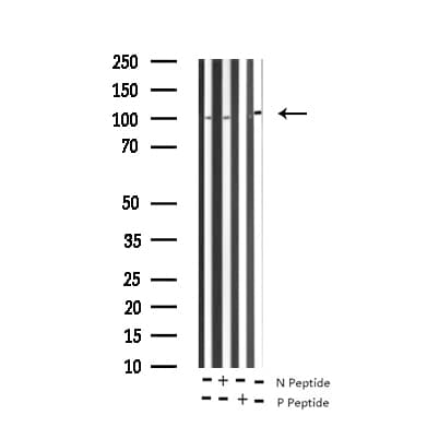 BRAF / B-Raf Antibody (phospho-Ser446)