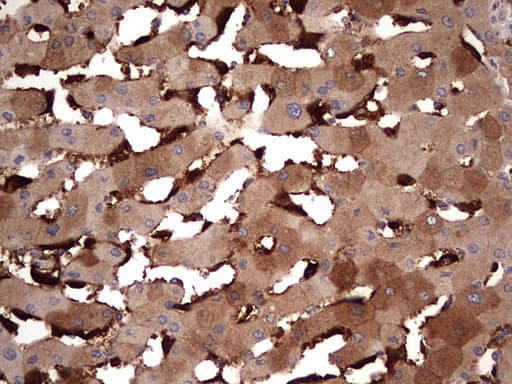 TRIM27 Antibody (clone OTI4D4)