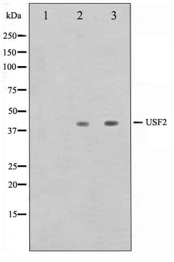 USF2 Antibody