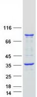 Human UBXD4 / UBXN2A Protein (Recombinant Myc-DDK (Flag))