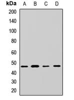 EIF4A3 Antibody