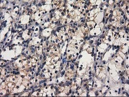 GBA3 / CBG Antibody (clone OTI1F1)