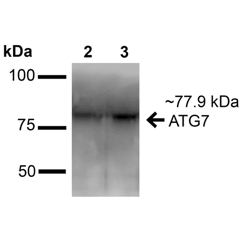 Apg7 / ATG7 Antibody