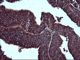 IHC-plus™ CD45 / LCA Antibody (clone 4C11)