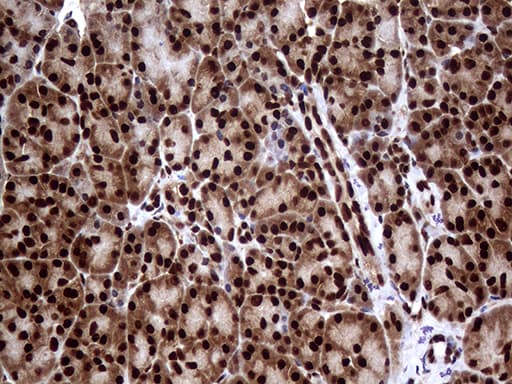 TALDO1 / Transaldolase 1 Antibody (clone OTI1A5, Carrier-free)