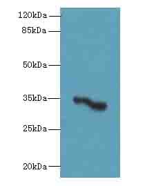 OR2H1 Antibody
