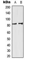 SP3+4 Antibody (C-Terminus)
