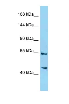 SIMC1 Antibody (aa1236-1285)