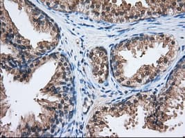 HID1 / C17orf28 Antibody (clone OTI2F4, Carrier-free)