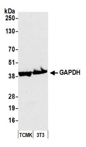 GAPDH Antibody (aa300-C-term)