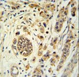 FBXL15 Antibody (aa252-280)