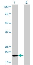 POLR2H / RPB8 Antibody (clone 3G6-1A4)