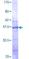 Human BIK Protein (Recombinant GST)