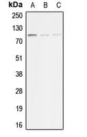 ACTN3 Antibody (N-Terminus)