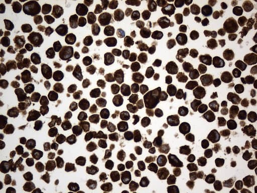 CD74 / CLIP Antibody (clone UMAB232, Carrier-free)