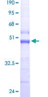 Human TOMM22 / TOM22 Protein (Recombinant GST)