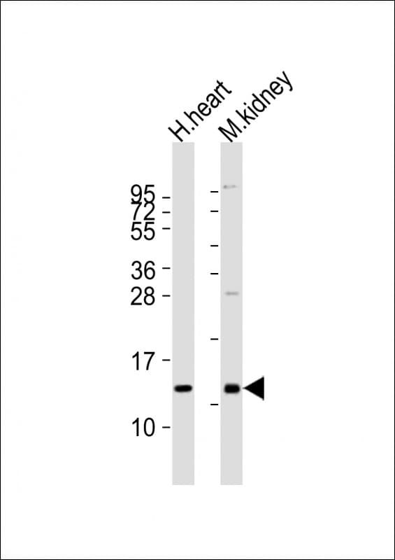SDF1 / CXCL12 Antibody