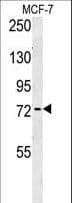 ARHGAP44 Antibody (aa784-811)