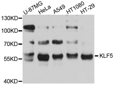 IHC-plus™ KLF5 / BTEB2 Antibody
