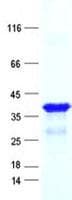 Human FAM204A / C10orf84 Protein (Recombinant His, N-Terminal)