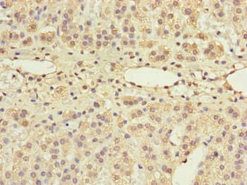 GRPEL1 Antibody