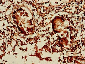 DCTN5 / Dynactin 5 Antibody