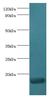 CCL28 / MEC Antibody (aa20-127)