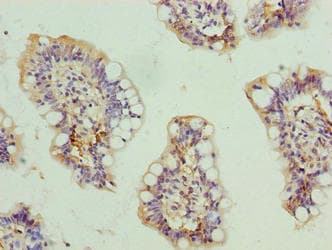 SCARA3 / APC7 Antibody