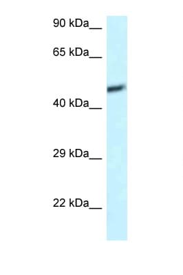 Polyclonal Rabbit anti-Human DAP3 Antibody (C-Terminus, IHC, WB)