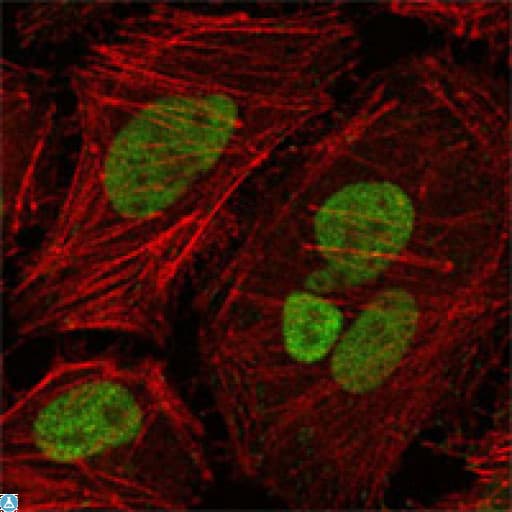 MLH1 Antibody