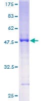 Human SLC45A2 Protein (Recombinant GST)