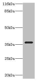 CA13 / Carbonic Anhydrase XIII Antibody