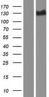 SLC4A4 / NBC1 Protein (Over-Expression Lysate Myc-DDK (Flag))
