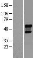 NEU4 Protein (Over-Expression Lysate Myc-DDK (Flag))