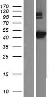 C9orf114 Protein (Over-Expression Lysate Myc-DDK (Flag))