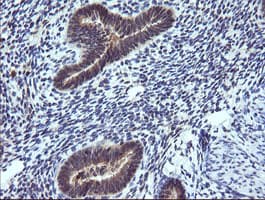 TRIM38 Antibody (aa1-265, clone OTI15A3, Carrier-free)