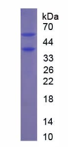 Rat PDGF-BB Protein (Recombinant His-GST)