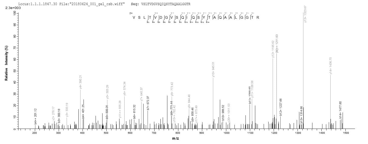 Neisseria meningitidis tbp1 Protein (Recombinant 10His, N-terminus + Myc, C-terminus)