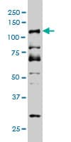 DMTF1 Antibody (clone 5C6)