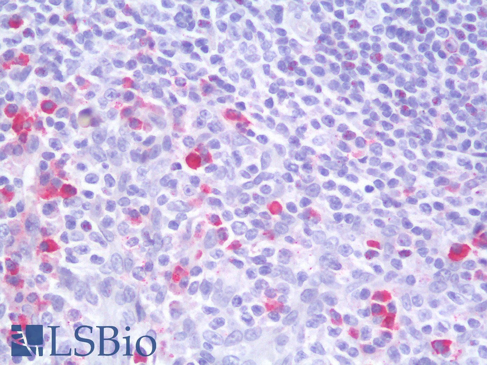 PathPlus™ CD19 Antibody