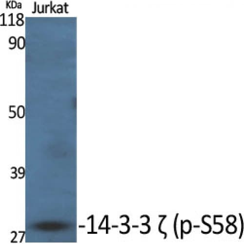 YWHAZ / 14-3-3 Zeta Antibody (40-120 aa)