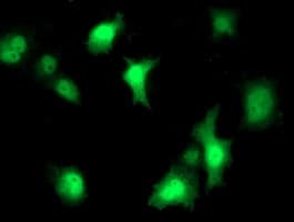 STAT4 Antibody (clone OTI3B6)