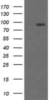 HCFC2 Antibody (clone OTI4E11, Carrier-free)