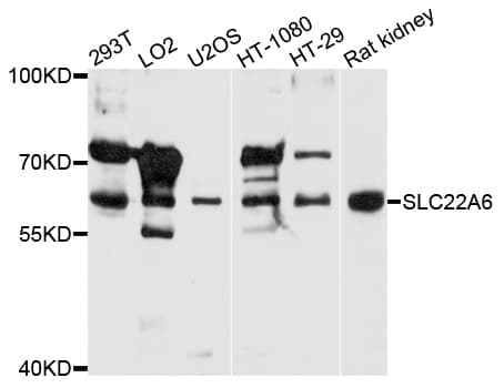 SLC22A6 / OAT1 Antibody