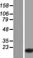TMSB15A / TMSB15 Protein (Over-Expression Lysate Myc-DDK (Flag))